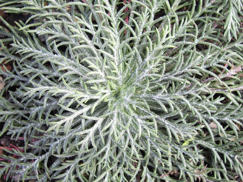 Ipomopsis aggregata photo